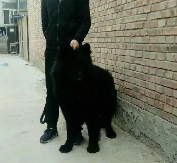 5000元买的稀有黑色萨摩耶,医生却说是黑熊犬,心塞!
