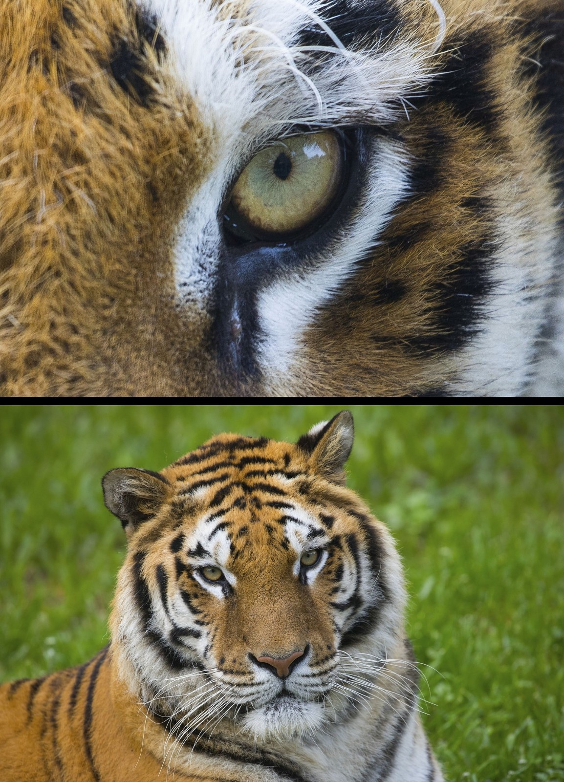 各种动物眼睛的特写,原来它们眼睛还发挥这样的作用!
