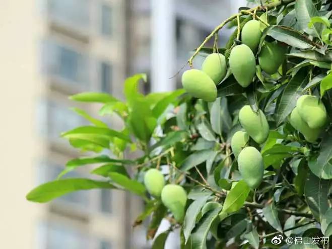 绿化芒果可以吃吗?不可以!