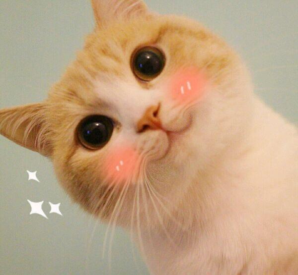 可爱小猫咪小仙女专用表情包分享