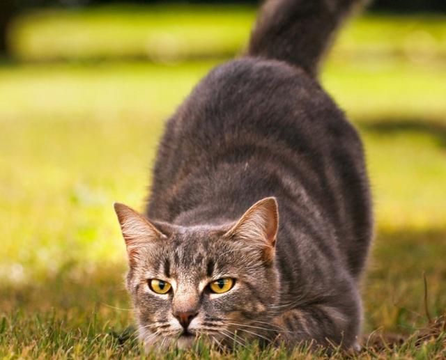 宠物猫价格排行榜:宠物猫一般多少钱一只?你家