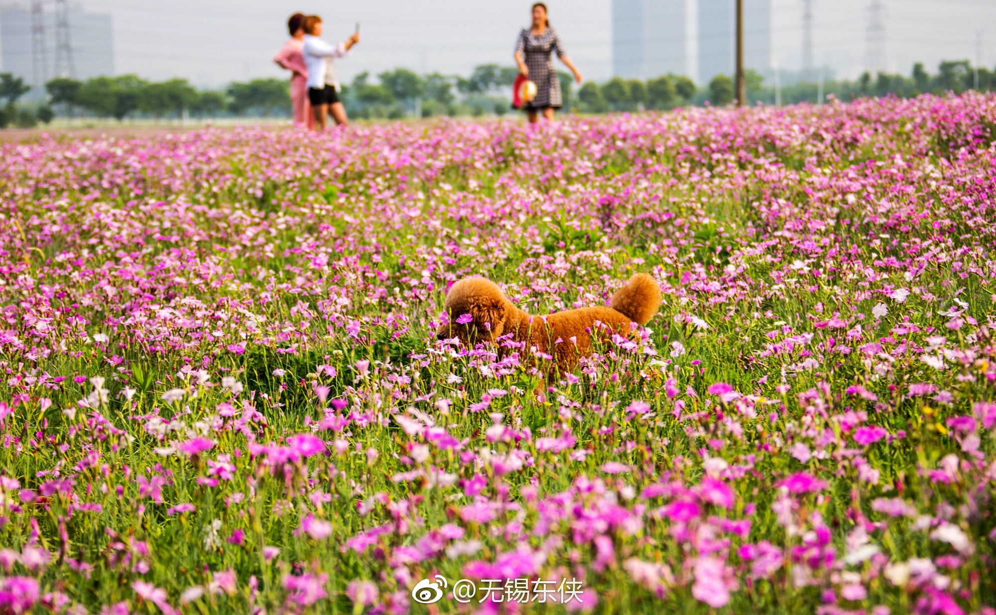 花儿与微笑。请把你的歌带回我的家,请把你的微笑留下