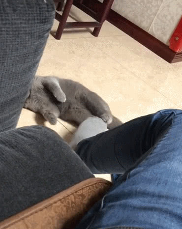 铲屎官把脚放在猫咪身上,结果味道让猫咪受不