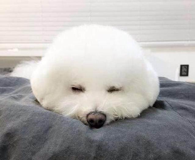 宠物身上烂了一块究竟是什么原因?