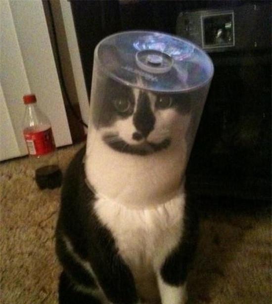 好奇害死猫图片