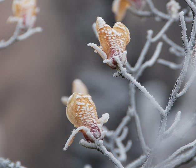 江西庐山和安徽黄山哪个更值得去游玩?