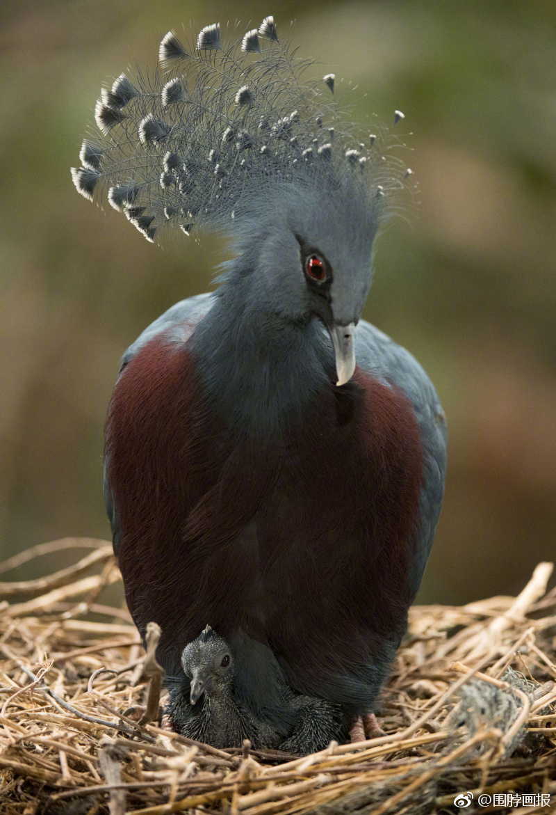 前阵子,英国切斯特动物园最近出生了一只维多