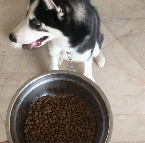 哈士奇吃狗粮,一下嘴暴露本性,网友:上辈子是饿死鬼!