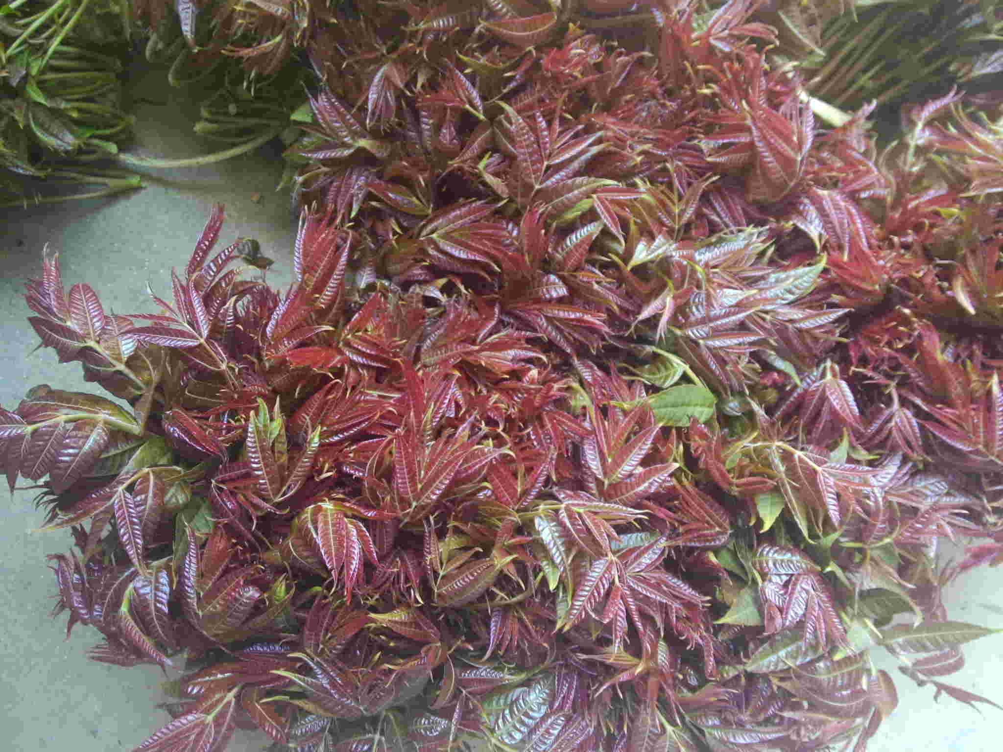 郑州香椿芽50元一斤,又到吃野菜季节,哪里可以挖野菜?