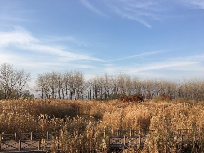 滨江风光带的四季风景去哪里更能看出南京特色?