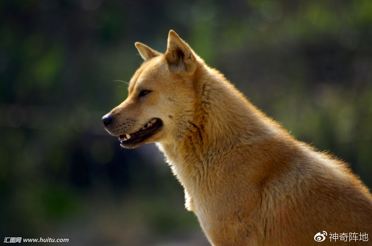 保护中华田园犬已经刻不容缓