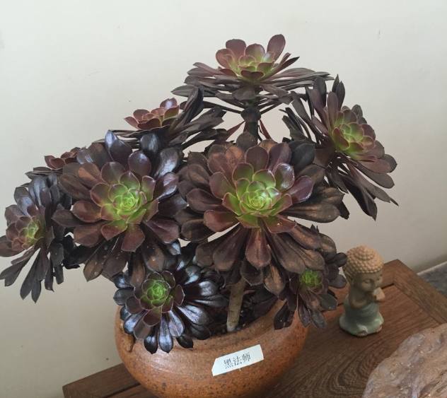 黑法师该怎么养,才会又大又美?这些养护方法你