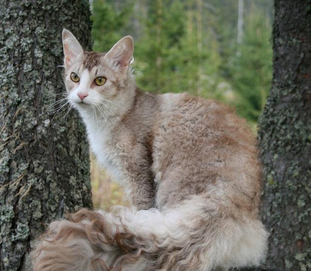 宠物猫价格排行榜:宠物猫一般多少钱一只?你家