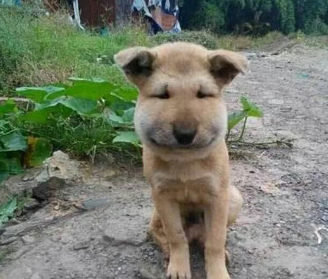 一只狗狗腮帮子特别的肿