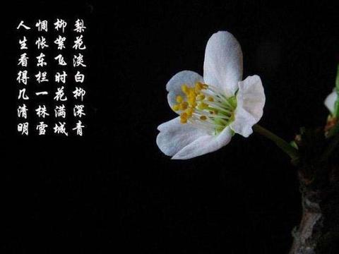 苏轼这首描写梨花的诗,堪称古今一绝,百读不厌