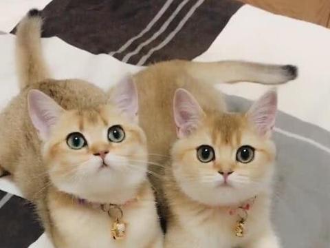 两只猫咪是双胞胎,长得一模一样,主人一瞧难辨大小!