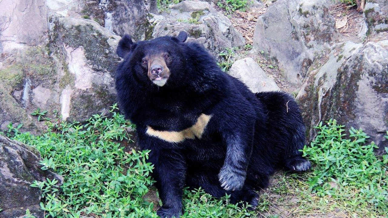 熊科动物战斗力排行榜:黑狗熊排第六,前两名能完虐东北虎