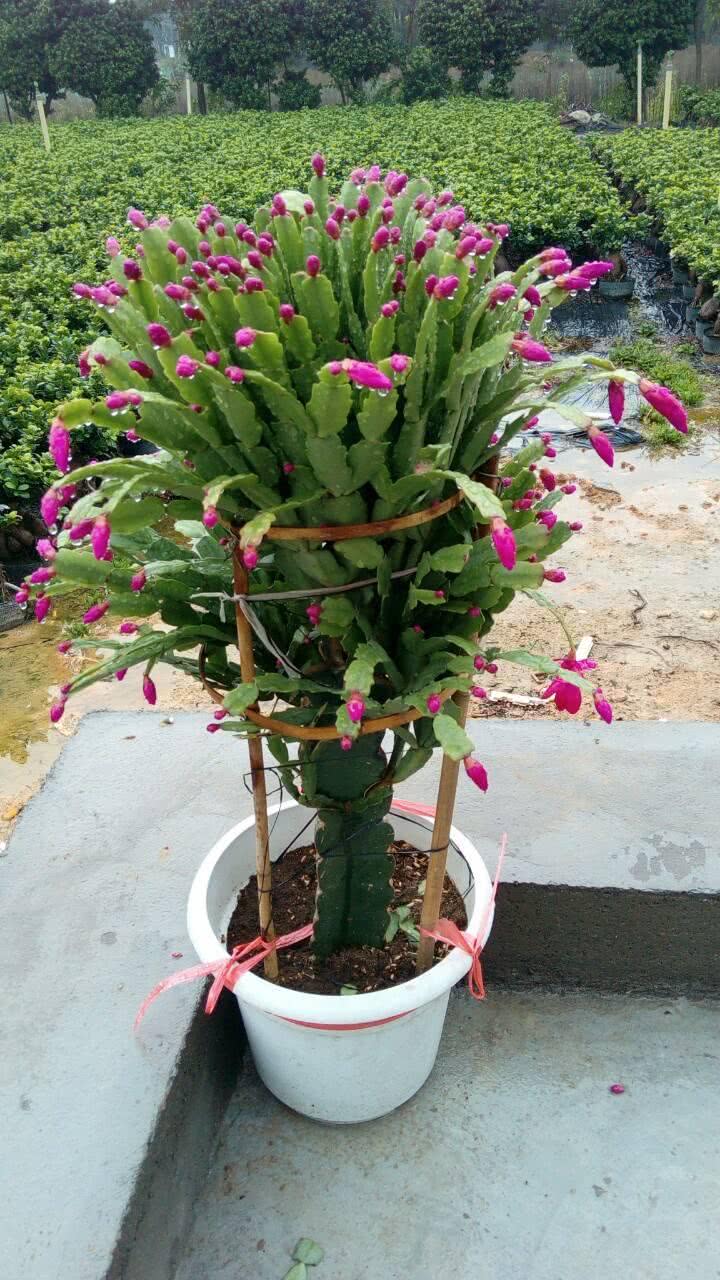 蟹爪兰平时这样养护，一年开两次花也非常简单！