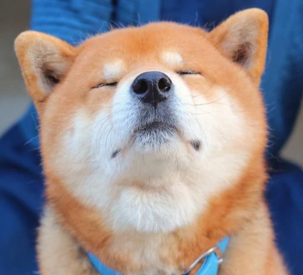 一招分辨柴犬与中华田园犬, 从此告别被忽悠!