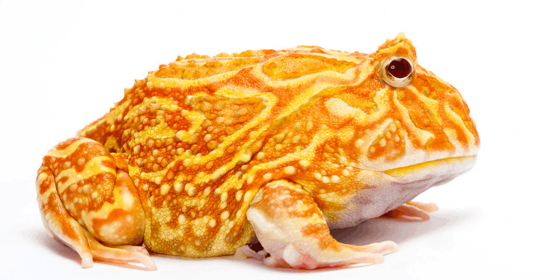 黄金角蛙又名“招财蛙”的养殖办法, 生蝌蚪前要考虑好哦! ~