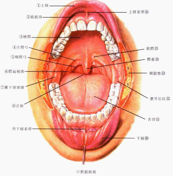 何为口腔颌面部间隙感染?