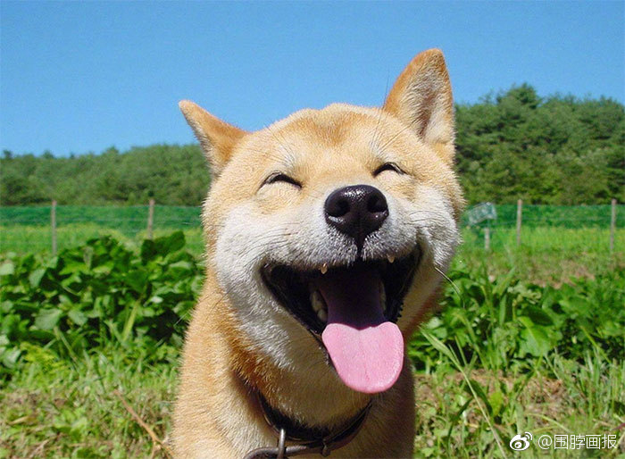 作为一只人见人爱的柴犬,一定要记得保持微笑哦
