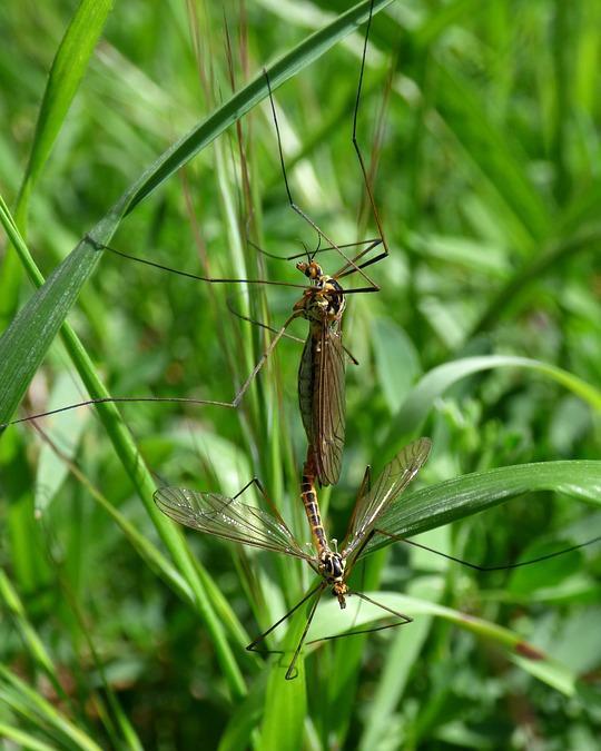 夏天最烦的就是被母蚊子追, 其实母蚊子追你是