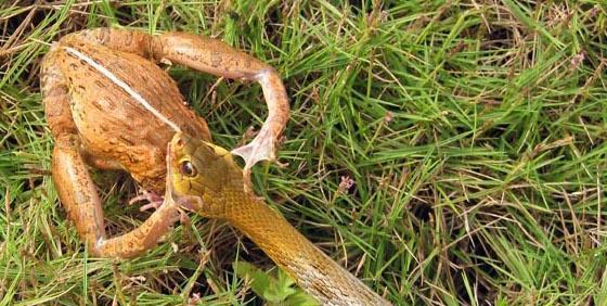 食蛇蛙: 最爱吃响尾蛇, 绝对不会中毒, 弹跳力极