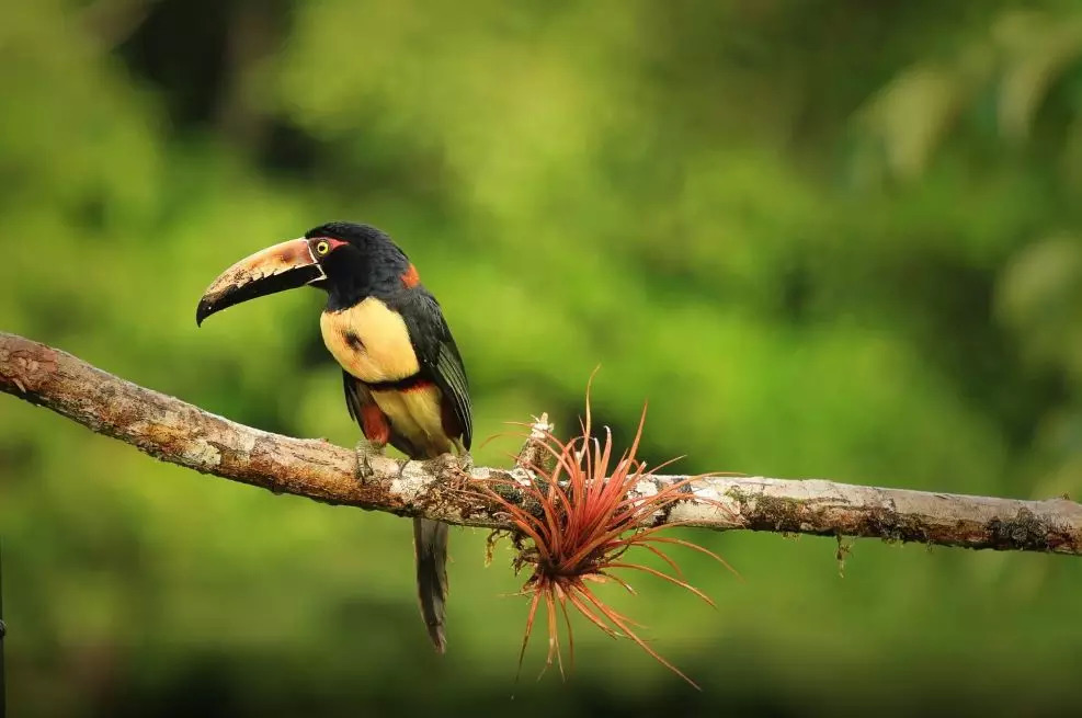 巴拿马:世界杯首次进球的国家,消费堪比泰国,还