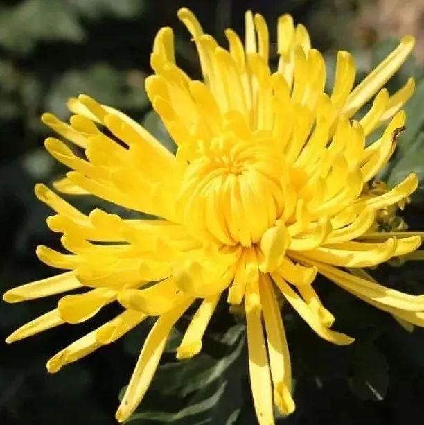 用7天的期限邂逅一杯紫霞仙子都买一送一,至