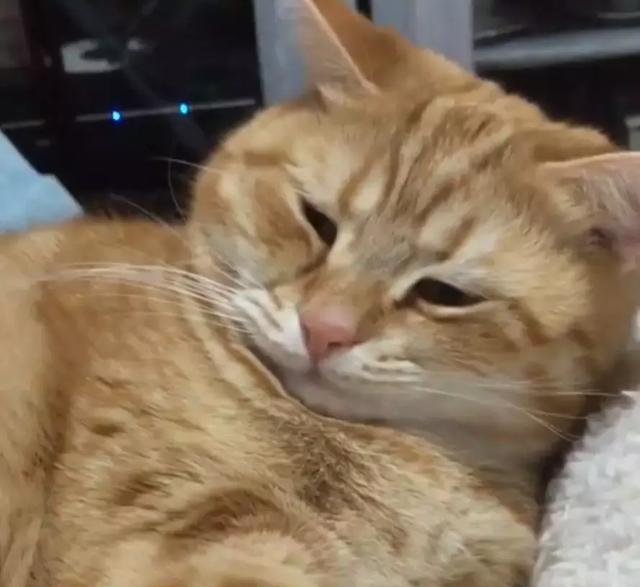 橘猫睡觉被打扰,一脸很生气的样子,啊啊啊想打人