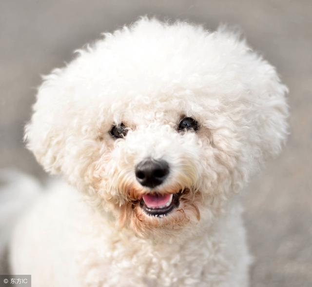 贵宾犬寿命一般多少年