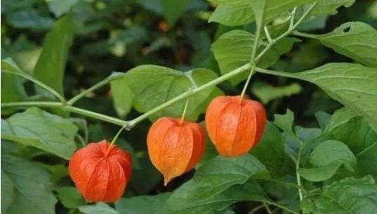 人类不吃大王酸浆鱿鱼原因 深海巨兽能吃吗