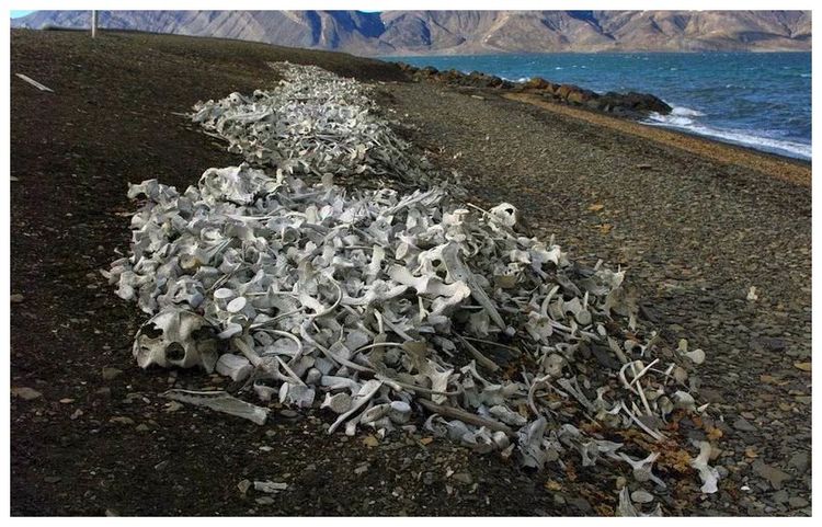 欧洲这个小岛堆一堆白骨,人们不能随意触碰,就