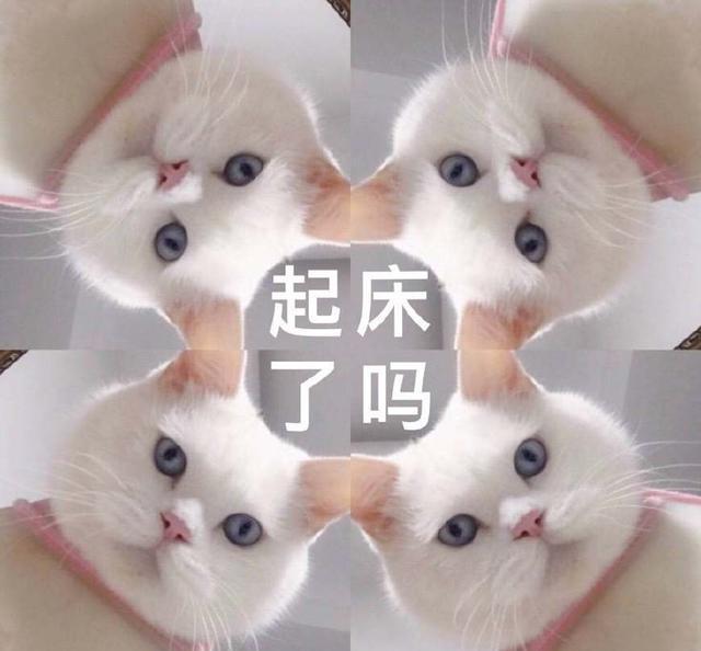 早上好,你的猫比你醒的早系列!喵:起床了吗?