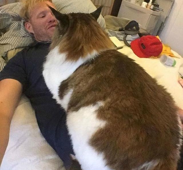 号称世界上最大的一只猫,这被踩奶估计是按摩店的水平