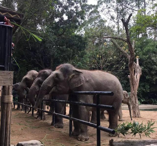 2017,广州长隆野生动物园一日游攻略
