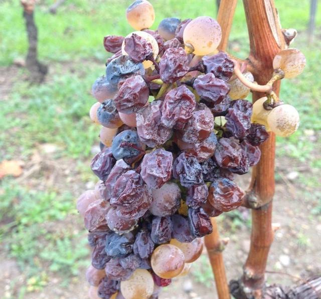 对法国的1855超一级酒庄你了解多少?