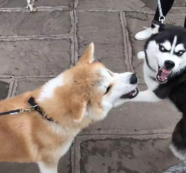 二哈和柴柴之间的表情包大对决!|柴犬|哈士奇|表情包