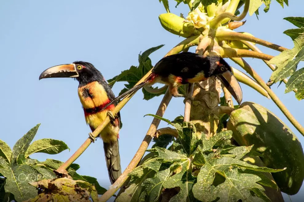 巴拿马:世界杯首次进球的国家,消费堪比泰国,还