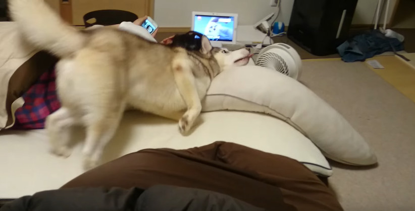 阿拉斯加跟主人抢床位,使出吃奶力气,最后累成狗
