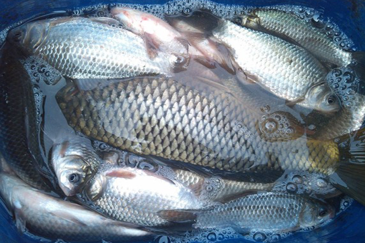 揭秘一款用可乐自制的诱鱼窝料配方 用过的钓友都说好