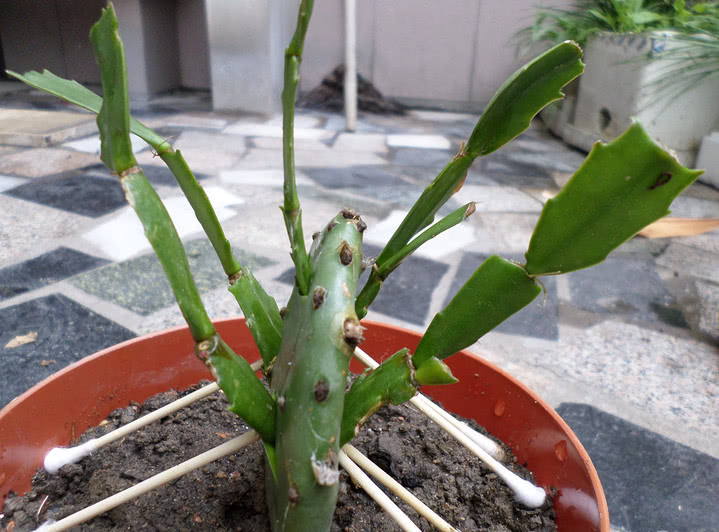 蟹爪兰嫁接,可以和这么多的植物嫁接,生长的非