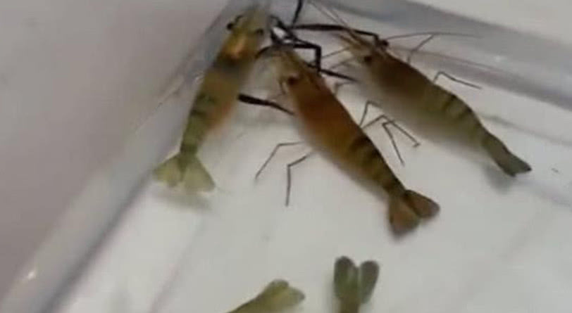 农村才有的淡水虾,市场上一斤就要80元,价格比龙虾还贵