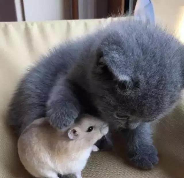 主人给小奶猫买了小仓鼠,过了一个小时后,主人:你能把