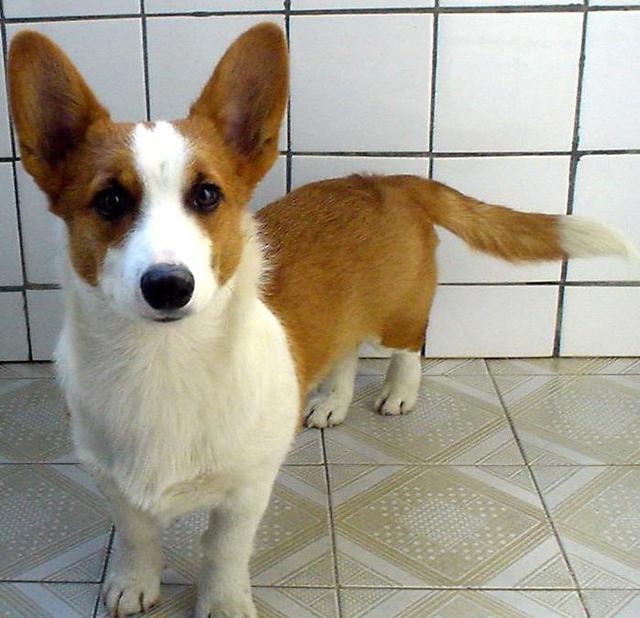为什么我们见到的柯基犬没有尾巴?