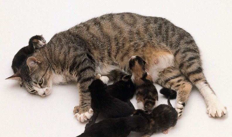 母猫为什么要吃掉刚出生的小宝宝?看完感觉太