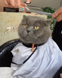 送小猫去剪头发,猫咪抬头叮嘱理发师:剪帅点儿啊,朕可以加钱