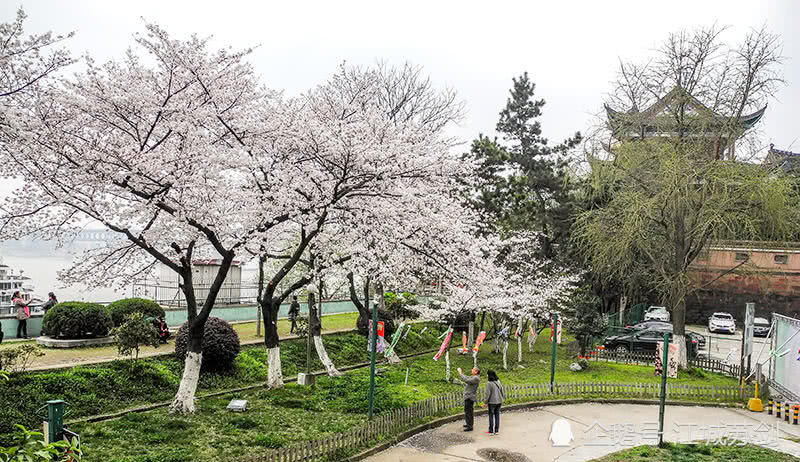 春游晴川阁,只为慕樱花