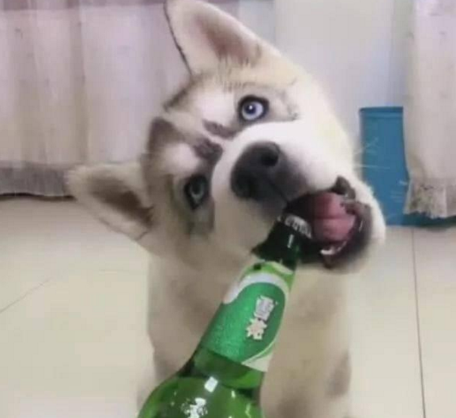 男子直播狗狗开啤酒瓶,狗狗一口咬下去后让人